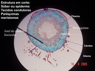 Anel de câmbio
fascicular
Parênquima-
medula
Estrutura em corte:
Súber ou epiderme
Tecidos condutores
Parêquimas
meristemas
Floema
Câmbio
Xilema
 