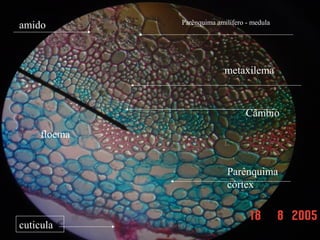 cuticula
amido
amido
Parênquima
córtex
floema
Câmbio
metaxilema
Parênquima amilífero - medula
 