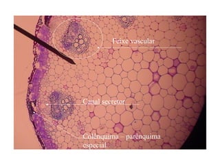 Canal secretor
Colênquima – parênquima
especial
Feixe vascular
 