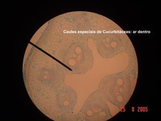 Caules especiais de Cucurbitáceas: ar dentro
 
