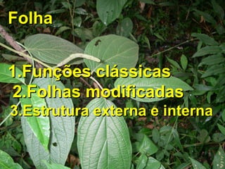 FolhaFolha
1.Funções clássicas1.Funções clássicas
2.Folhas modificadas2.Folhas modificadas
3.Estrutura externa e interna3.Estrutura externa e interna
 
