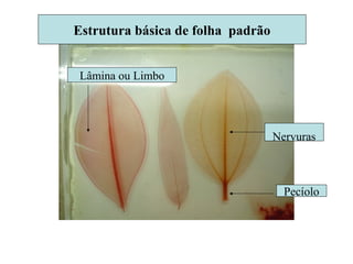 Lâmina ou Limbo
Estrutura básica de folha padrão
Nervuras
Pecíolo
 