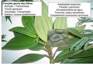 Funções gerais das folhas:
Nutrição – Fotossíntese
Trocas gasossas
Circulação- Transpiração
Defesa ( anexos epidérmicos)
Adaptações especiais:
Fixação ( gavinhas)
Armazenamento de água
Tricomas ( pelso secretores)
Complemento nutricional( carnívoras
 