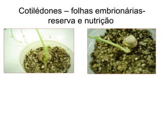 Cotilédones – folhas embrionárias-
reserva e nutrição
 
