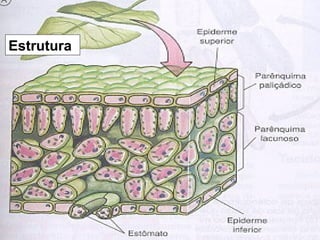 Estrutura
 