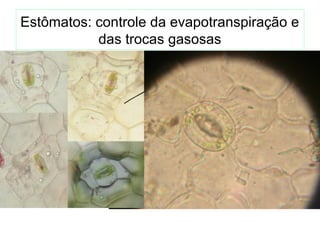 Estômatos: controle da evapotranspiração e
das trocas gasosas
 
