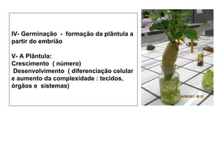 IV- Germinação - formação da plântula a
partir do embrião
V- A Plântula:
Crescimento ( número)
Desenvolvimento ( diferenciação celular
e aumento da complexidade : tecidos,
órgãos e sistemas)
 
