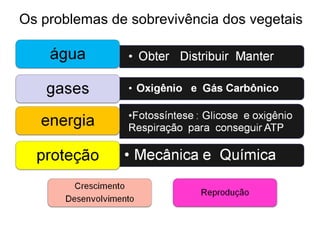 Os problemas de sobrevivência dos vegetais
 