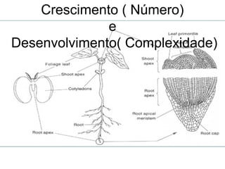 Crescimento ( Número)
e
Desenvolvimento( Complexidade)
 