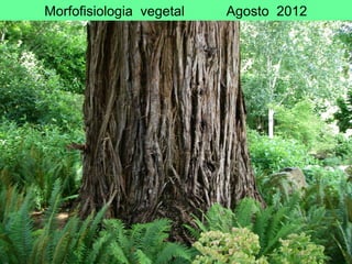 Morfofisiologia vegetal Agosto 2012
 