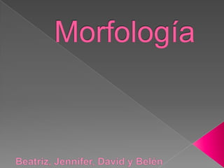Morfología Beatriz, Jennifer, David y Belén   