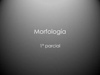 Morfología
1º parcial

 