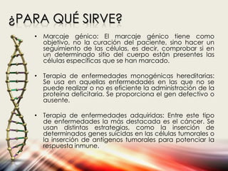 ¿PARA QUÉ SIRVE?
• Marcaje génico: El marcaje génico tiene como
objetivo, no la curación del paciente, sino hacer un
seguimiento de las células, es decir, comprobar si en
un determinado sitio del cuerpo están presentes las
células específicas que se han marcado.
• Terapia de enfermedades monogénicas hereditarias:
Se usa en aquellas enfermedades en las que no se
puede realizar o no es eficiente la administración de la
proteína deficitaria. Se proporciona el gen defectivo o
ausente.
• Terapia de enfermedades adquiridas: Entre este tipo
de enfermedades la más destacada es el cáncer. Se
usan distintas estrategias, como la inserción de
determinados genes suicidas en las células tumorales o
la inserción de antígenos tumorales para potenciar la
respuesta inmune.
 