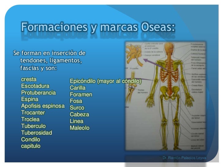 Morfología generalidades (sistema oseo,muscular) Morfología generalidades (sistema oseo,muscular)