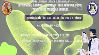 morfología de bacterias, hongos y virus
“AÑO DE LA UNIDAD, LA PAZ Y EL DESARROLLO”
UNIVERSIDAD NACIONAL DE SAN ANTONIO ABAD DEL CUSCO
FACULTAD DE MEDICINA HUMANA
INTEGRANTE: BENAVENTE ASIN JAIR MAURICIO.........215809
MICROBIOLOGIA MEDICA
DOCENTE: DR. YURI LEONIDAS PONCE DE LEON
 