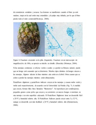Morfología de hongos filamentosos | DOCX