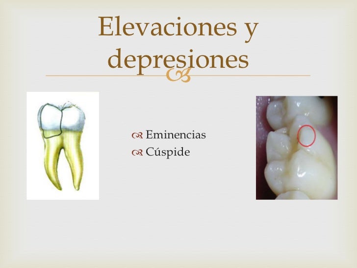 Morfología dentaria