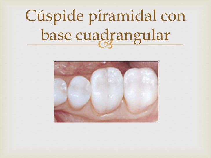 Morfología dentaria