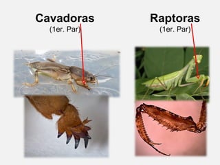 Cavadoras
(1er. Par)
Grillos Topos
(Ortópteros)
Raptoras
(1er. Par)
Mantis
(Mantodeos)
 
