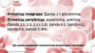 Morfología normal eritroide 2 | PDF