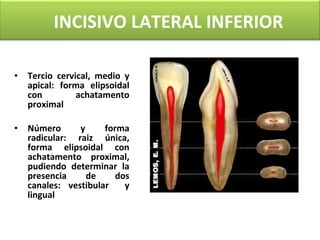 Tercio cervical, medio y apical: forma elipsoidal con achatamento proximal Número y forma radicular: raiz única, forma elipsoidal con achatamento proximal, pudiendo determinar la presencia de dos canales: vestibular  y lingual INCISIVO LATERAL INFERIOR 