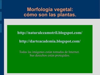 Morfología vegetal: cómo son las plantas. http://naturalezamotril.blogspot.com/ http://darteacademia.blogspot.com/ Todas las imágenes están tomadas de Internet.  Sus derechos están protegidos. 