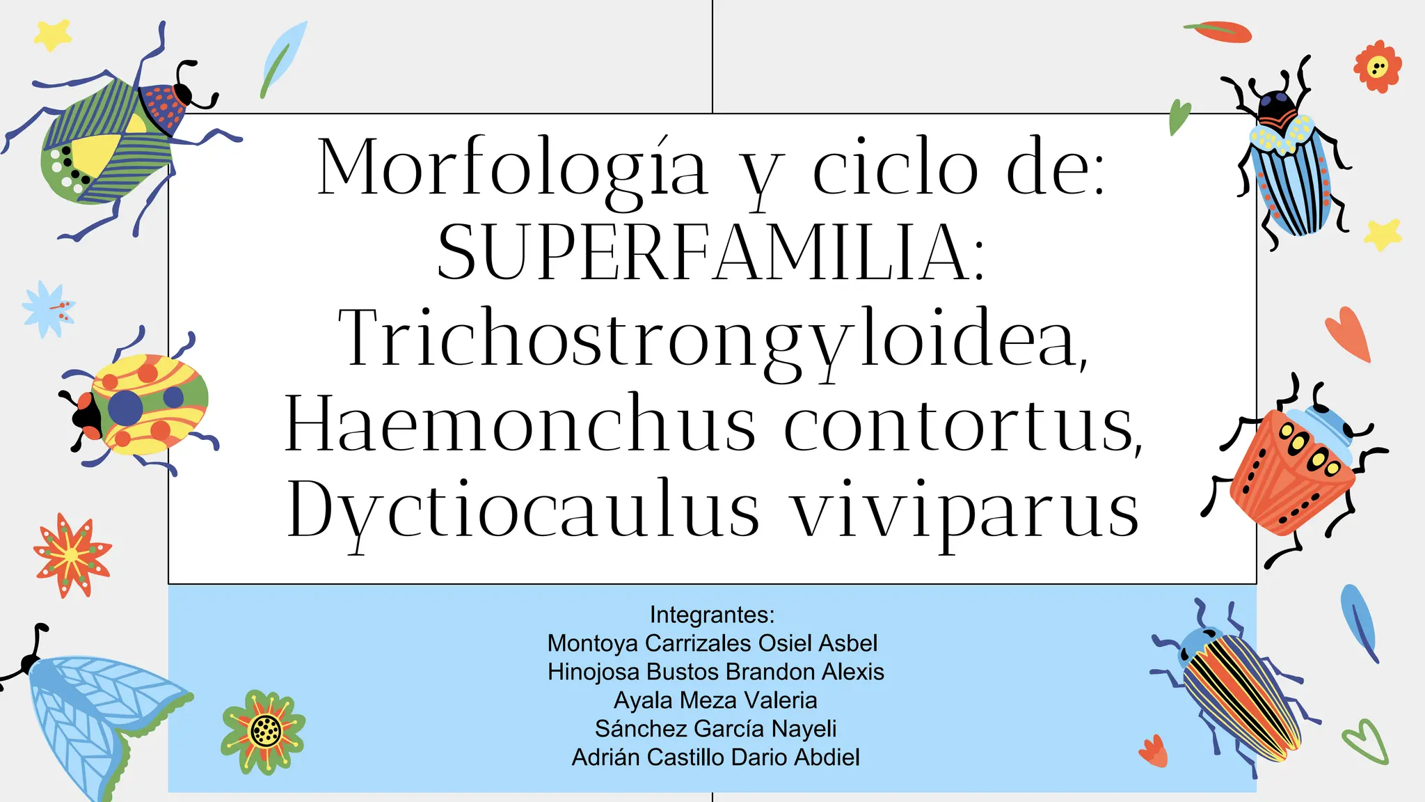 Morfología y ciclo de SUPERFAMILIA Trichostrongyloidea, Haemonchus ...