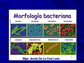 Morfología bacteriana Blga. Jessie De La Cruz Lazo 