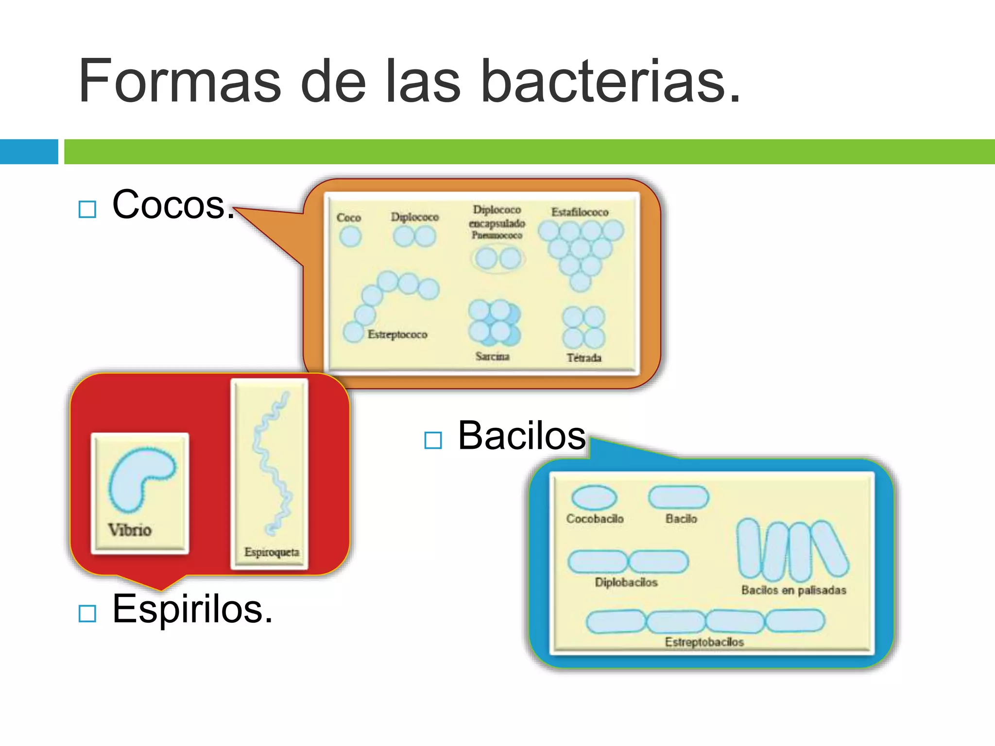 Morfología y estructura bacteriana | PPTX