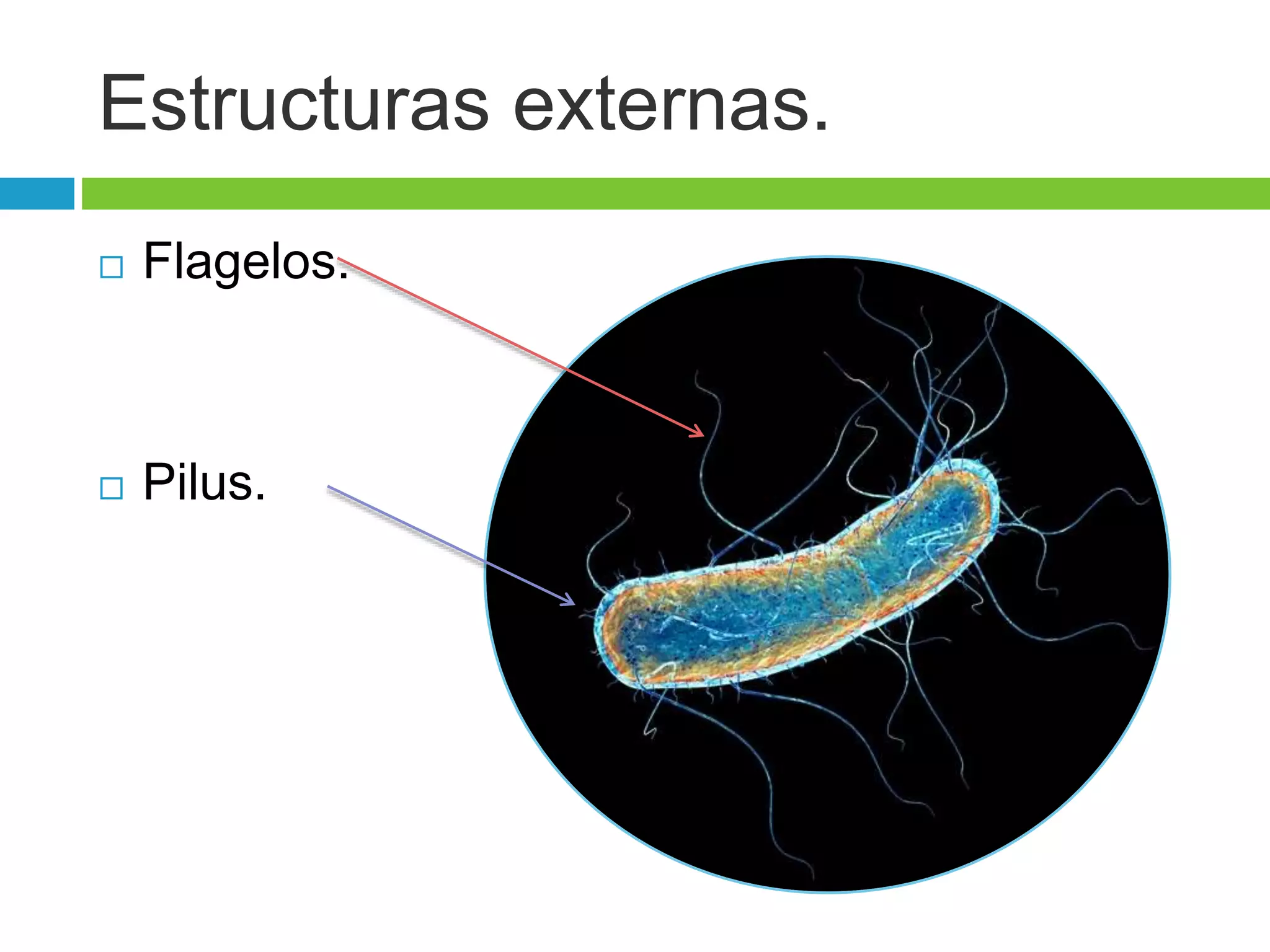 Morfología y estructura bacteriana | PPTX