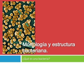 ¿Qué es una bacteria? 
 