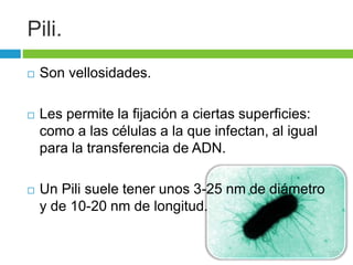 Pili. 
 Son vellosidades. 
 Les permite la fijación a ciertas superficies: 
como a las células a la que infectan, al igual 
para la transferencia de ADN. 
 Un Pili suele tener unos 3-25 nm de diámetro 
y de 10-20 nm de longitud. 
 