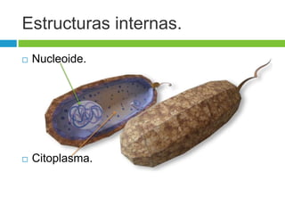 Estructuras internas. 
 Nucleoide. 
 Citoplasma. 
 