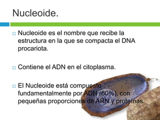 Nucleoide. 
 Nucleoide es el nombre que recibe la 
estructura en la que se compacta el DNA 
procariota. 
 Contiene el ADN en el citoplasma. 
 El Nucleoide está compuesto 
fundamentalmente por ADN (60%), con 
pequeñas proporciones de ARN y proteínas. 
 