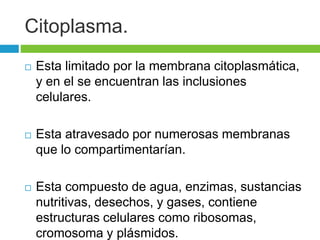 Citoplasma. 
 Esta limitado por la membrana citoplasmática, 
y en el se encuentran las inclusiones 
celulares. 
 Esta atravesado por numerosas membranas 
que lo compartimentarían. 
 Esta compuesto de agua, enzimas, sustancias 
nutritivas, desechos, y gases, contiene 
estructuras celulares como ribosomas, 
cromosoma y plásmidos. 
 