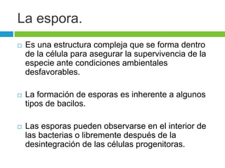 La espora. 
 Es una estructura compleja que se forma dentro 
de la célula para asegurar la supervivencia de la 
especie ante condiciones ambientales 
desfavorables. 
 La formación de esporas es inherente a algunos 
tipos de bacilos. 
 Las esporas pueden observarse en el interior de 
las bacterias o libremente después de la 
desintegración de las células progenitoras. 
 