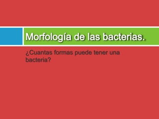 ¿Cuantas formas puede tener una 
bacteria? 
 