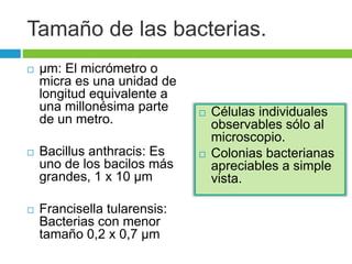 Tamaño de las bacterias. 
 μm: El micrómetro o 
micra es una unidad de 
longitud equivalente a 
una millonésima parte 
de un metro. 
 Bacillus anthracis: Es 
uno de los bacilos más 
grandes, 1 x 10 μm 
 Francisella tularensis: 
Bacterias con menor 
tamaño 0,2 x 0,7 μm 
 Células individuales 
observables sólo al 
microscopio. 
 Colonias bacterianas 
apreciables a simple 
vista. 
 