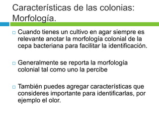 Características de las colonias: 
Morfología. 
 Cuando tienes un cultivo en agar siempre es 
relevante anotar la morfología colonial de la 
cepa bacteriana para facilitar la identificación. 
 Generalmente se reporta la morfología 
colonial tal como uno la percibe 
 También puedes agregar características que 
consideres importante para identificarlas, por 
ejemplo el olor. 
 