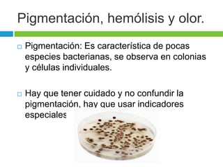 Pigmentación, hemólisis y olor. 
 Pigmentación: Es característica de pocas 
especies bacterianas, se observa en colonias 
y células individuales. 
 Hay que tener cuidado y no confundir la 
pigmentación, hay que usar indicadores 
especiales. 
 