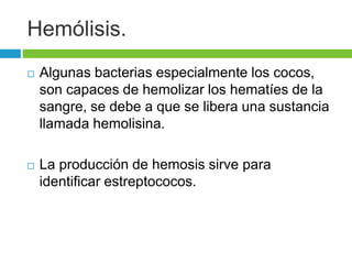 Hemólisis. 
 Algunas bacterias especialmente los cocos, 
son capaces de hemolizar los hematíes de la 
sangre, se debe a que se libera una sustancia 
llamada hemolisina. 
 La producción de hemosis sirve para 
identificar estreptococos. 
 