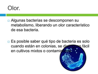Olor. 
 Algunas bacterias se descomponen su 
metabolismo, liberando un olor característico 
de esa bacteria. 
 Es posible saber qué tipo de bacteria es solo 
cuando están en colonias, se distinguen fácil 
en cultivos mixtos o contaminados. 
