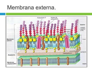 Membrana externa. 
 