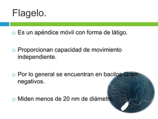 Flagelo. 
 Es un apéndice móvil con forma de látigo. 
 Proporcionan capacidad de movimiento 
independiente. 
 Por lo general se encuentran en bacilos Gram 
negativos. 
 Miden menos de 20 nm de diámetro. 
 