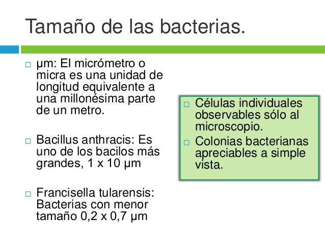 Morfología y estructura bacteriana