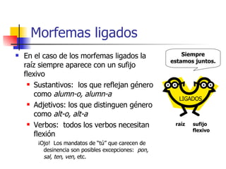 Morfemas ligados <ul><li>En el caso de los morfemas ligados la raíz siempre aparece con un sufijo flexivo </li></ul><ul><u...