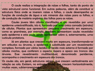 O caule realiza a integração de raízes e folhas, tanto do ponto de
vista estrutural como funcional. Em outras palavras, além de constituir a
estrutura física onde se inserem raízes e folhas, o caule desempenha as
funções de condução de água e sais minerais das raízes para as folhas, e
de condução de matéria orgânica das folhas para as raízes.
Caules jovens têm células clorofiladas e são revestidos por uma
epiderme uniestratificada, isto é, formada por uma única camada (estrato)
de células. Plantas que apresentam pequeno crescimento em espessura,
como as gramíneas, por exemplo, também apresentam caules revestidos
pela epiderme e esta pode ainda apresentar sobre si, externamente, uma
cutícula protetora.
Já em plantas que crescem muito em espessura, transformando-se
em arbustos ou árvores, a epiderme é substituída por um revestimento
complexo, formado por vários tecidos. O tecido mais externo é formado por
células mortas, que conferem o aspecto áspero e opaco aos troncos das
árvores. Esse revestimento multitecidual, denominado periderme,
acompanha o crescimento em espessura dos troncos.
Os caules são, em geral, estruturas aéreas, que crescem verticalmente em
relação ao solo. Existem, no entanto, caules que crescem horizontalmente,
muitas vezes, subterraneamente.
 