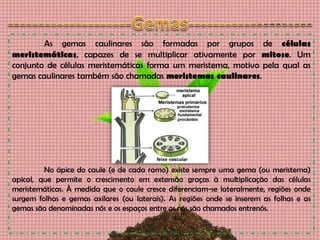 As gemas caulinares são formadas por grupos de células
meristemáticas, capazes de se multiplicar ativamente por mitose. Um
conjunto de células meristemáticas forma um meristema, motivo pela qual as
gemas caulinares também são chamadas meristemas caulinares.
No ápice do caule (e de cada ramo) existe sempre uma gema (ou meristema)
apical, que permite o crescimento em extensão graças à multiplicação das células
meristemáticas. À medida que o caule cresce diferenciam-se lateralmente, regiões onde
surgem folhas e gemas axilares (ou laterais). As regiões onde se inserem as folhas e as
gemas são denominadas nós e os espaços entre os nós são chamados entrenós.
 