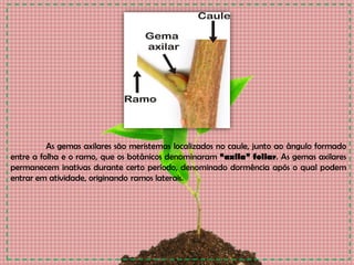 As gemas axilares são meristemas localizados no caule, junto ao ângulo formado
entre a folha e o ramo, que os botânicos denominaram “axila” foliar. As gemas axilares
permanecem inativas durante certo período, denominado dormência após o qual podem
entrar em atividade, originando ramos laterais.
 