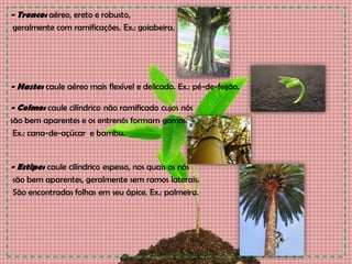 - Tronco: aéreo, ereto e robusto,
geralmente com ramificações. Ex.: goiabeira.
- Haste: caule aéreo mais flexível e delicado. Ex.: pé-de-feijão.
- Colmo: caule cilíndrico não ramificado cujos nós
são bem aparentes e os entrenós formam gomos.
Ex.: cana-de-açúcar e bambu.
- Estipe: caule cilíndrico espesso, nos quais os nós
são bem aparentes, geralmente sem ramos laterais.
São encontradas folhas em seu ápice. Ex.: palmeira.
 